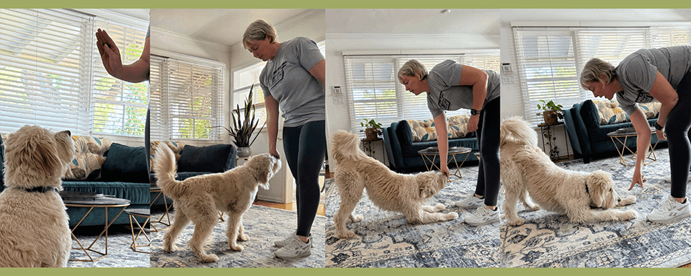 Bow - 10 Tricks To Exercise Your Dog - Rufus and Delilah